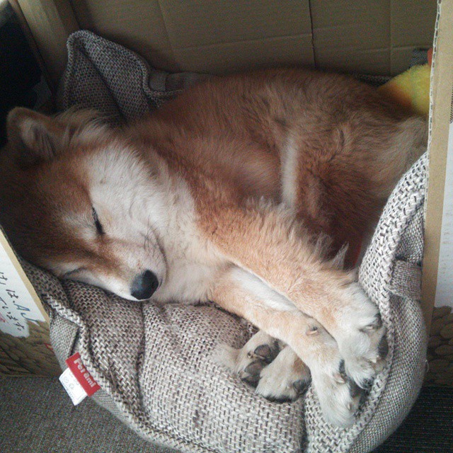 “新规则背景下的战术演变:快攻快防成为球队制胜的核心策略”