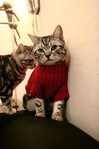 克罗地亚骑手马特·布尼奇在2024年国际马术联合会世界障碍赛中获得第七名,表现出色。