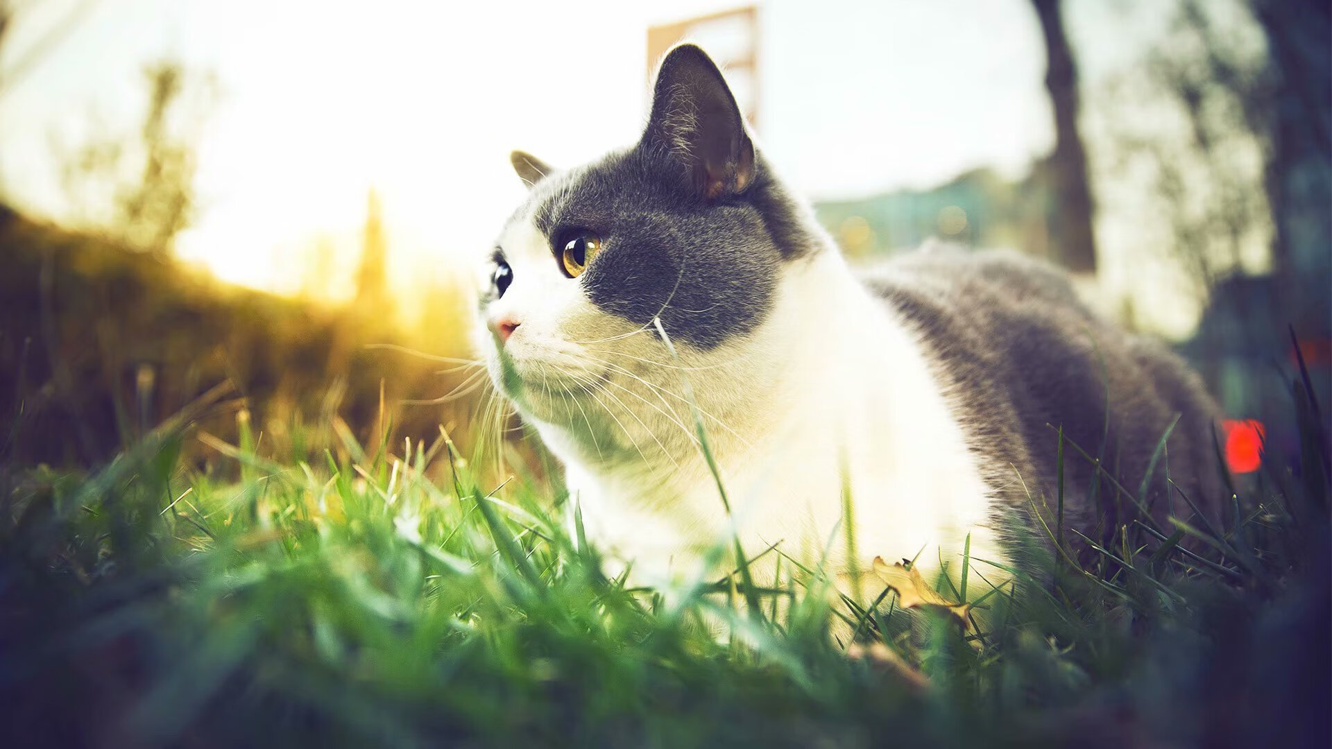 开云网页版登录入口-山野泥地摩托赛，泥泞中追寻速度的极致快感，泥地极限摩托破解版