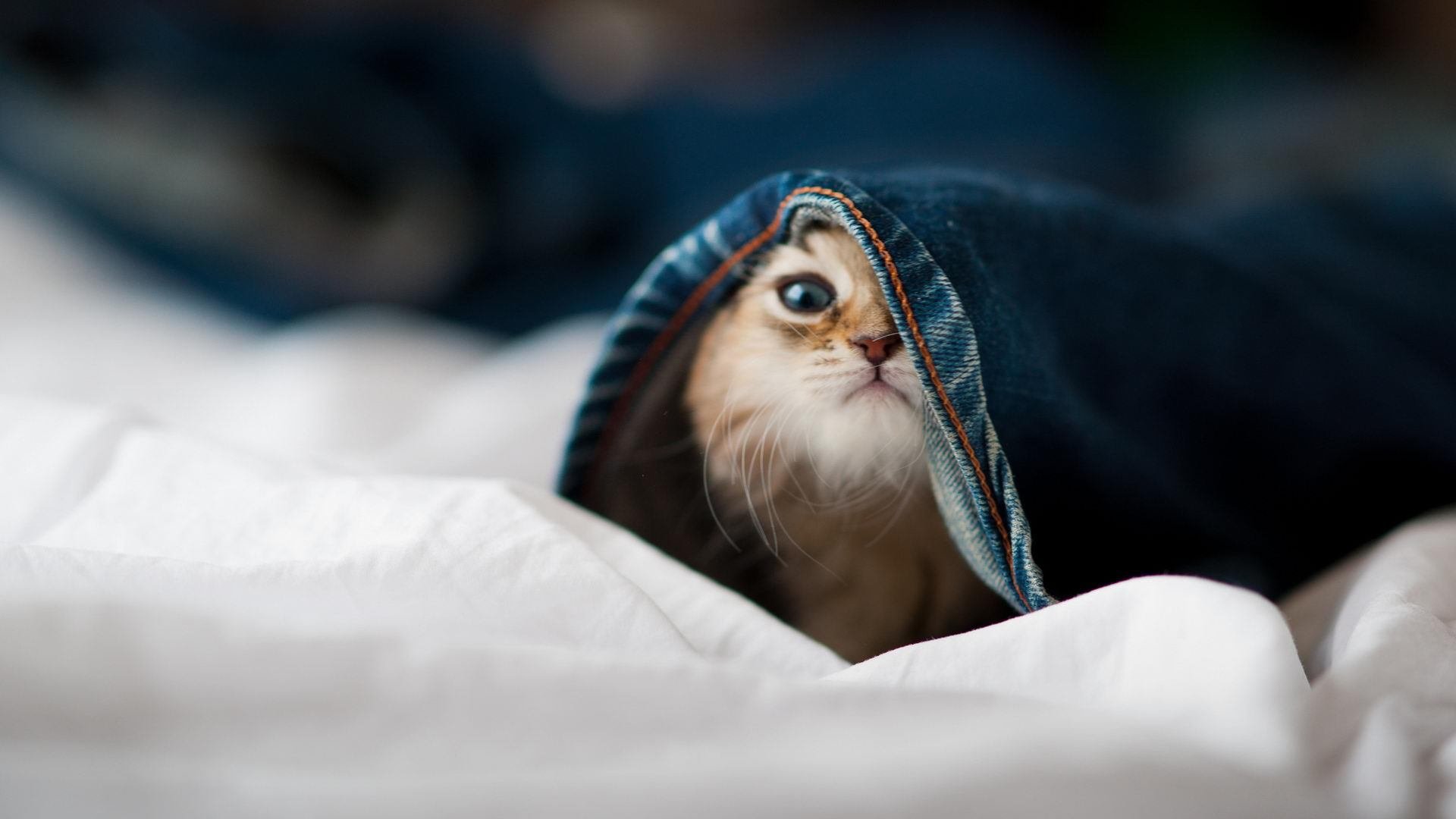 微电影:运动员背后的真实故事,运动员的vlog