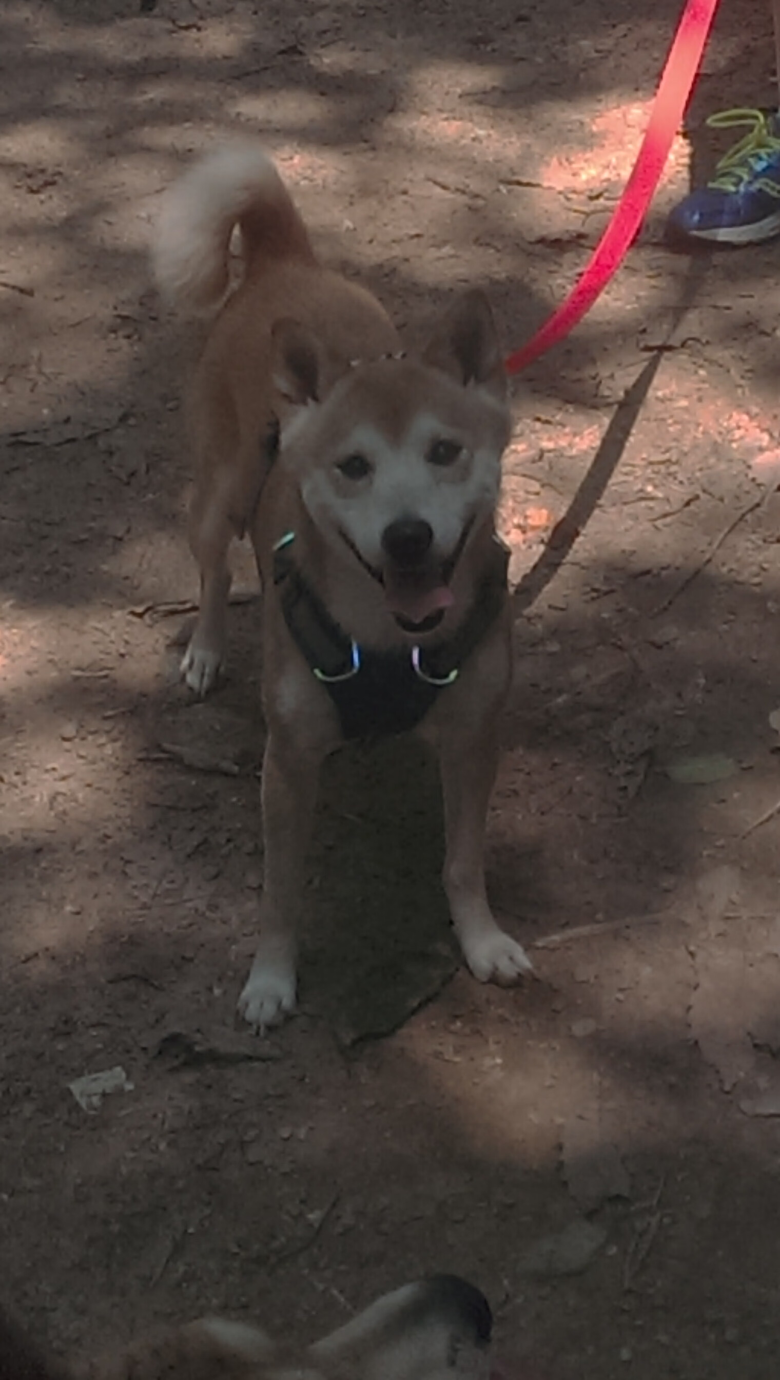 Kaiyun官方登录入口-德甲：勒沃库森逆转战胜法兰克福，追击领头羊，德甲勒沃库森vs法兰克福