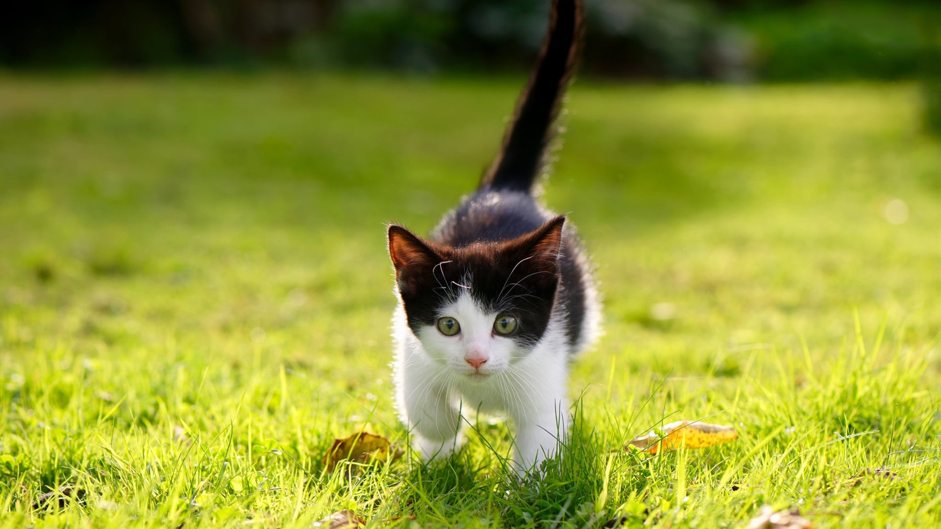 开云·Kaiyun网页版-西甲豪门迎来新教练，战术风格或将调整，西甲教练排名