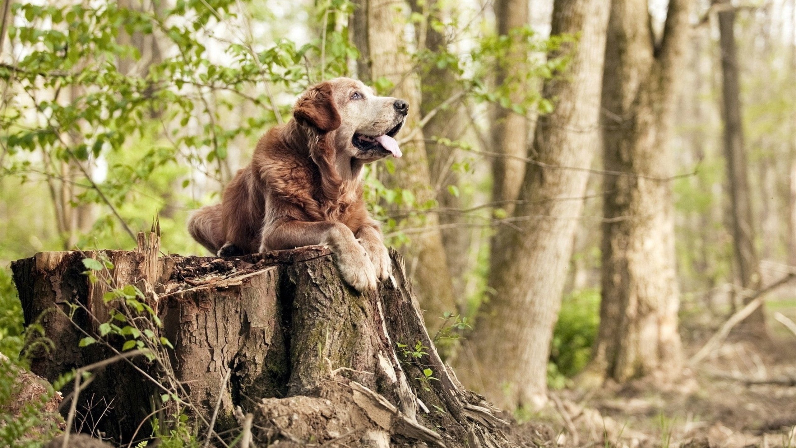 东京FC客场取胜,稳固榜上位置,东京fc什么水平