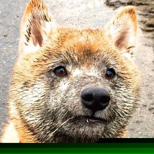 乔尔·恩比德刷新赛季得分纪录,乔尔·恩比德为什么叫大帝