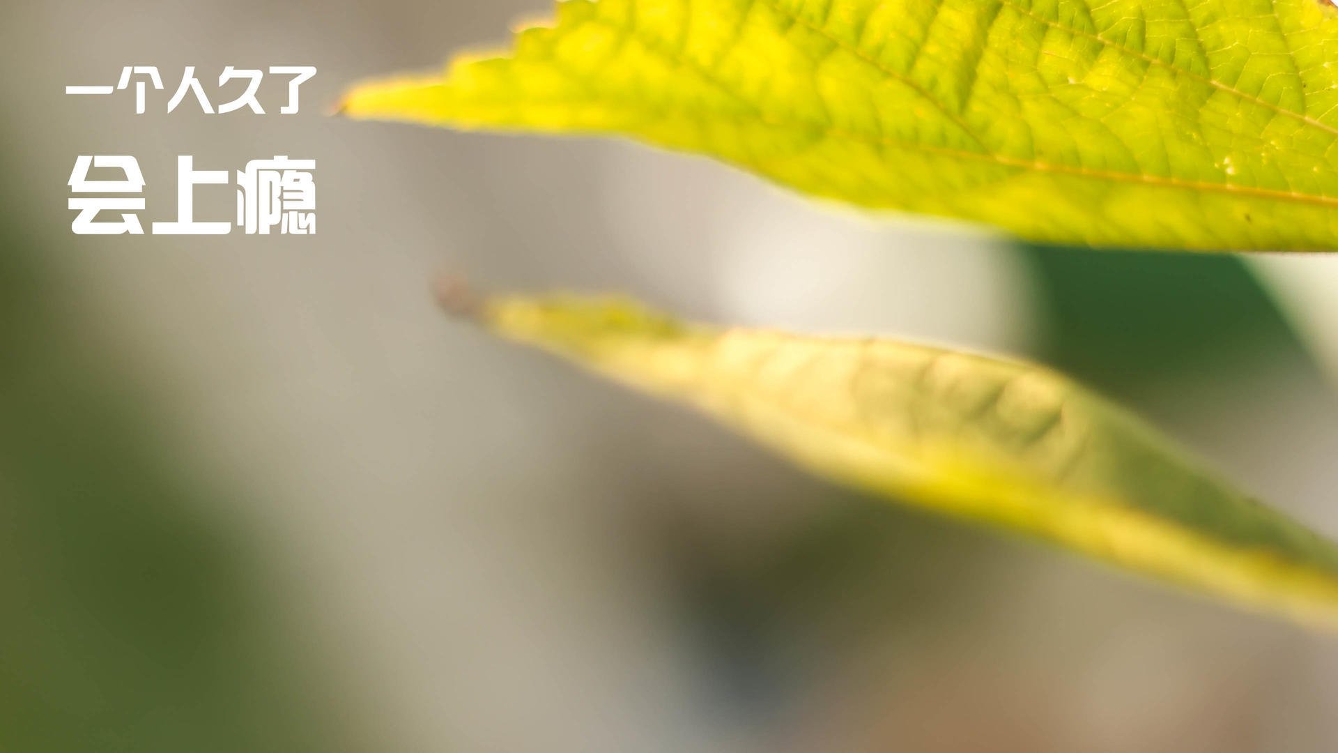 KAIYUN 中国大陆-塞尔维亚国家队集训备战国际巅峰赛，塞尔维亚小组赛成绩