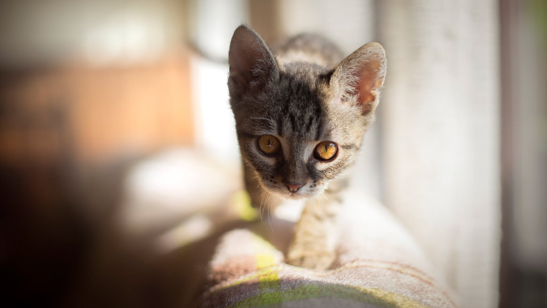 巴朗加国王篮板球争夺激烈,巴朗ap