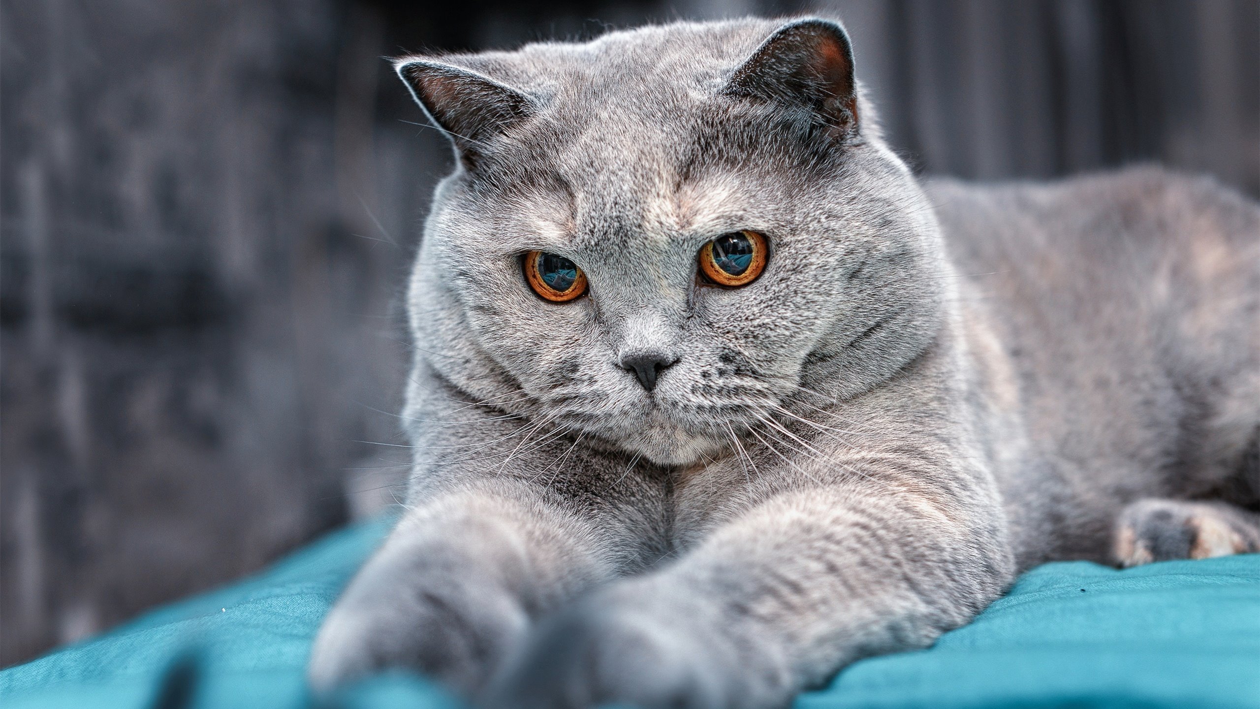 开云·体育官网APP下载-意大利逆袭德国，继续保持不败战绩，意大利和德国战绩