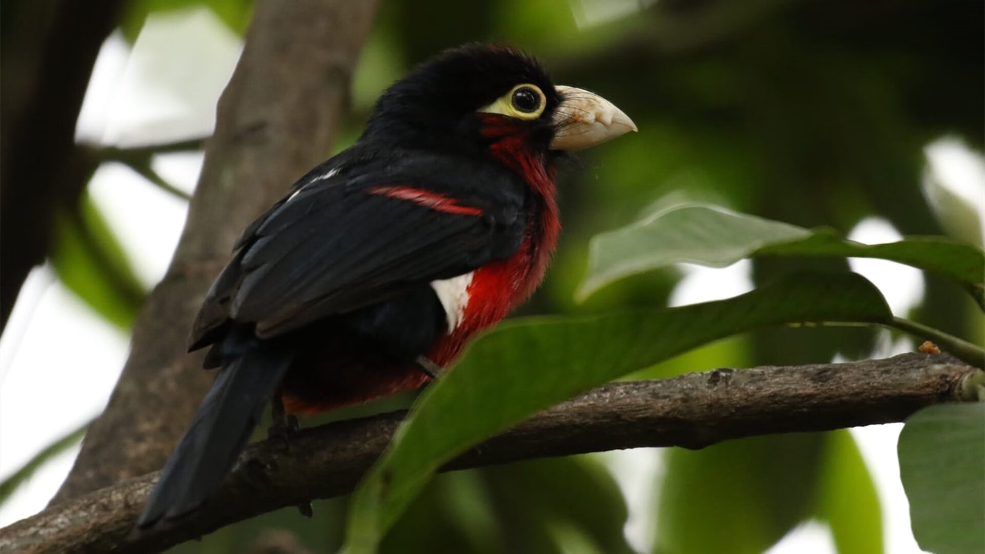 摩洛哥队在巴黎奥运会男足比赛中以0-1输给西班牙,摩洛哥足球纯粹
