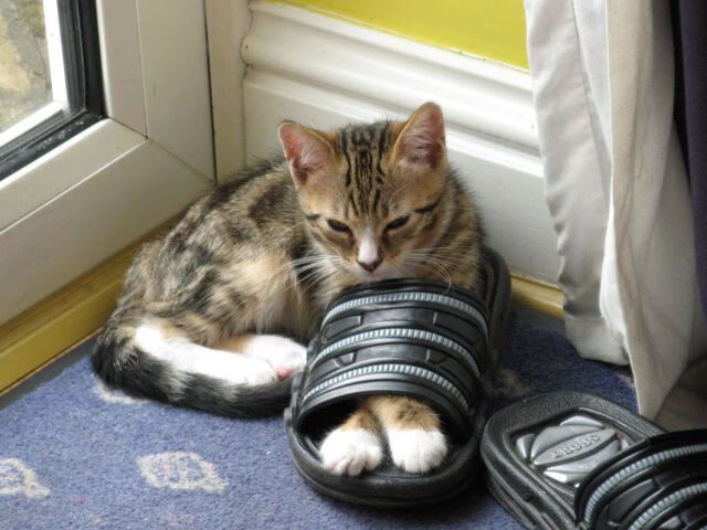 电竞明星访谈:谈未来发展,五大电竞明星