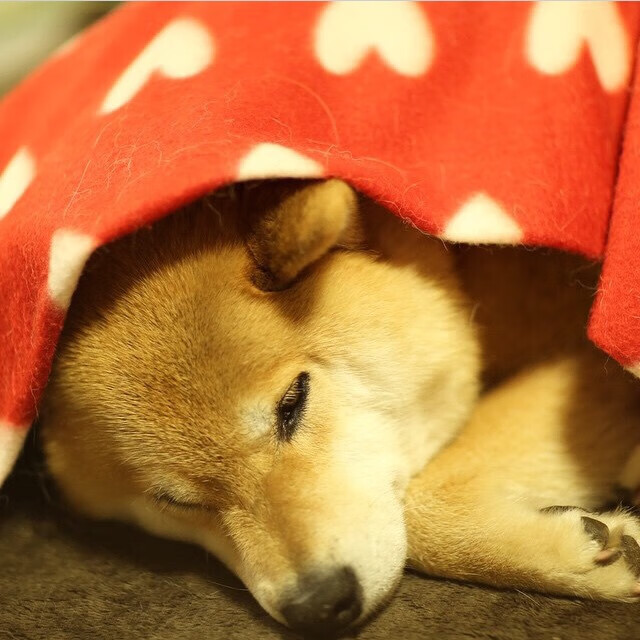 kaiyun开云·官方网站-葡萄牙体育中场球员创造多次关键机会，葡萄牙著名中场