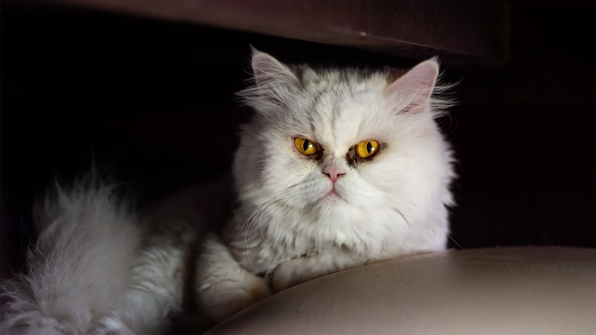 Kaiyun(中国)开云-阿根廷守门员再现神级扑救，阿根廷足球队守门员叫什么