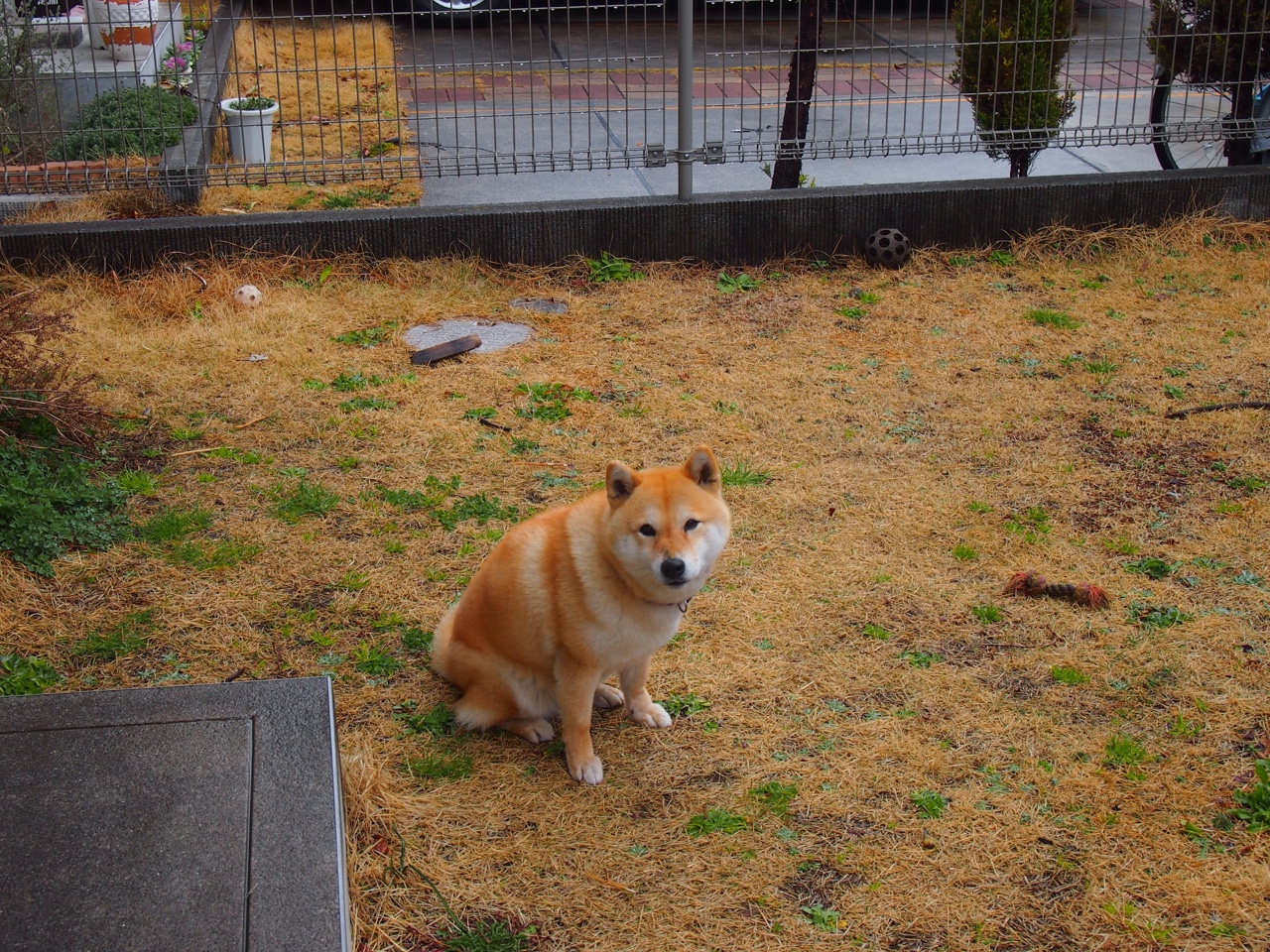 阿根廷守门员再现神级扑救,阿根廷足球队守门员叫什么