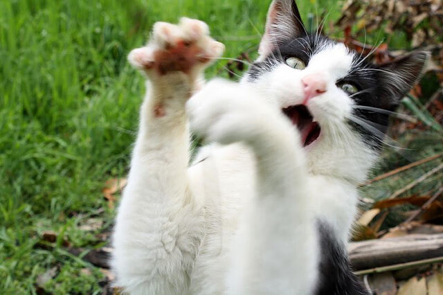 中国职业篮球俱乐部青训发展策略,中国职业篮球俱乐部青训发展策略是什么