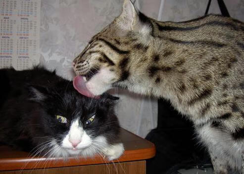 体育场馆环境保护措施,体育场馆环境管理