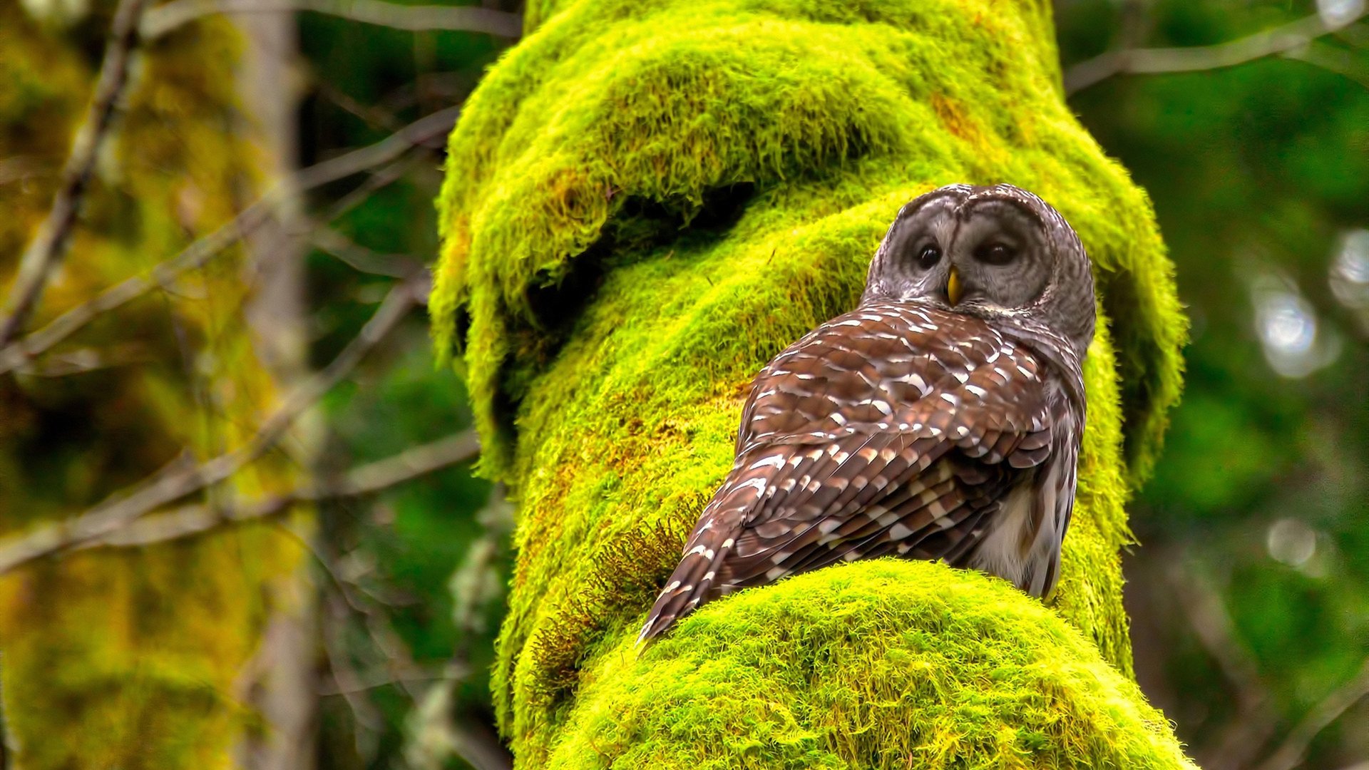 Kaiyun官方登录入口-深圳领航队后卫线多点开花为战术布置加分，深圳领航者球员