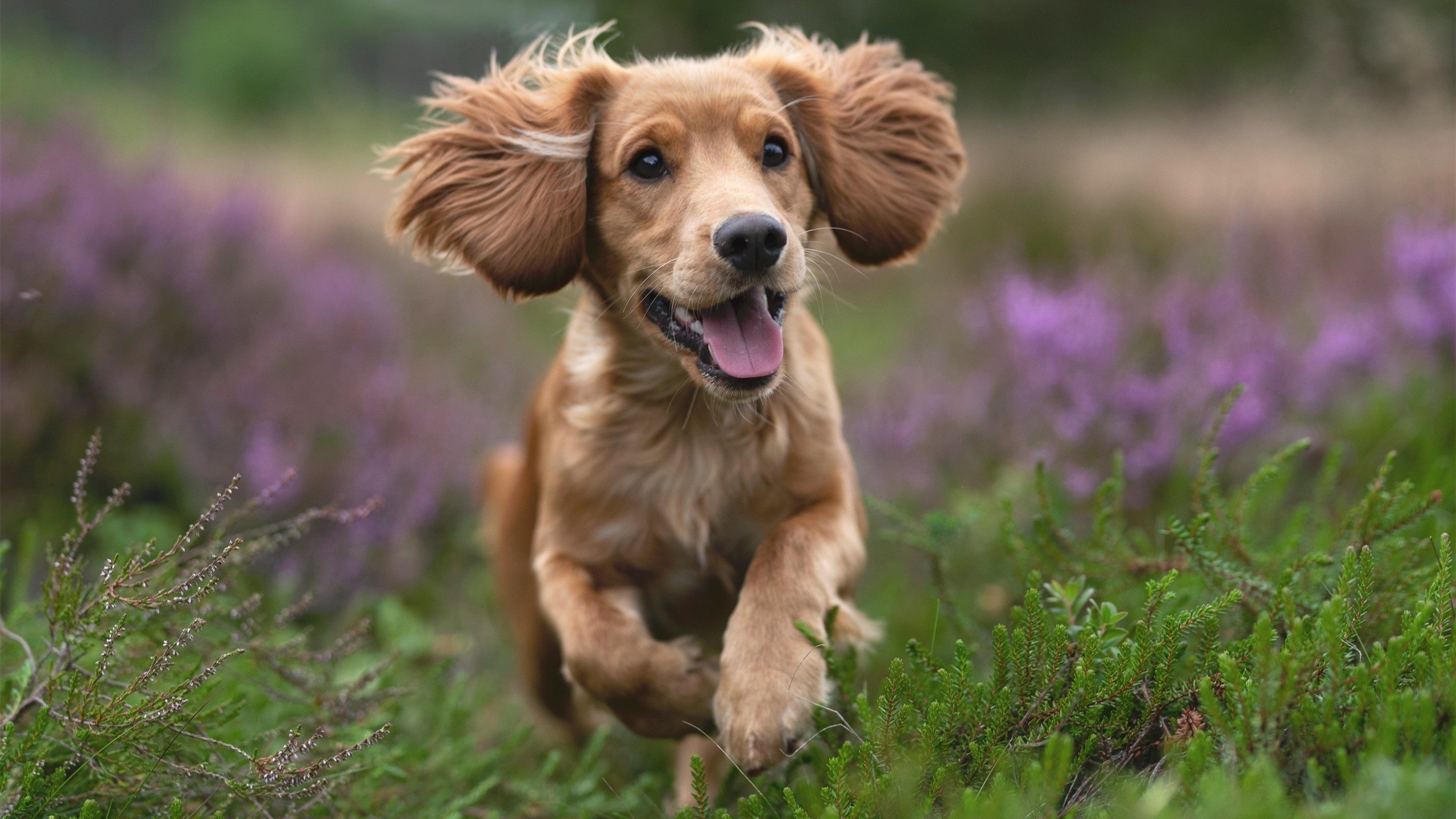 kaiyun.com-国家队营养师团队升级科学饮食计划助力球员体能提升，国家队营养师解鹏