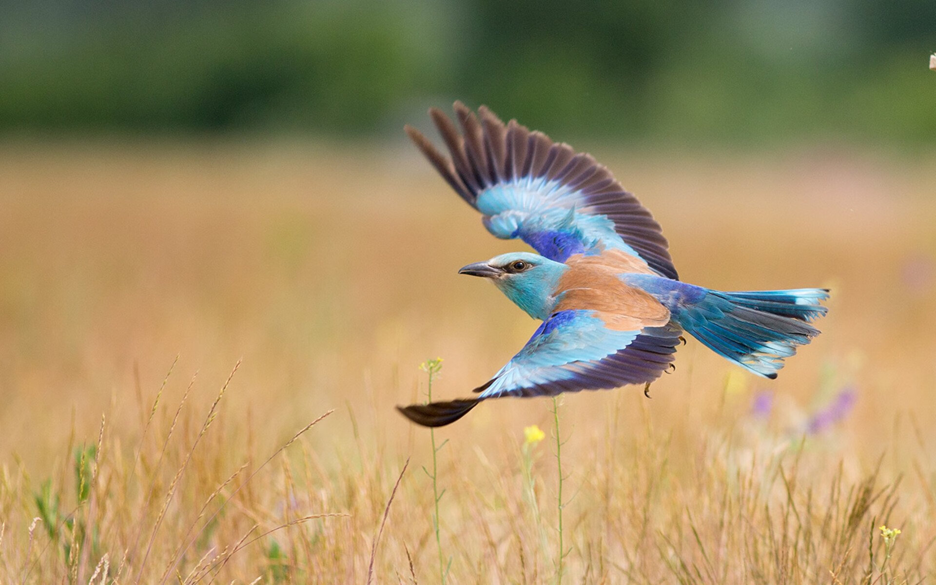 法甲顶级对决:战术演绎中的精彩瞬间,法甲的强队