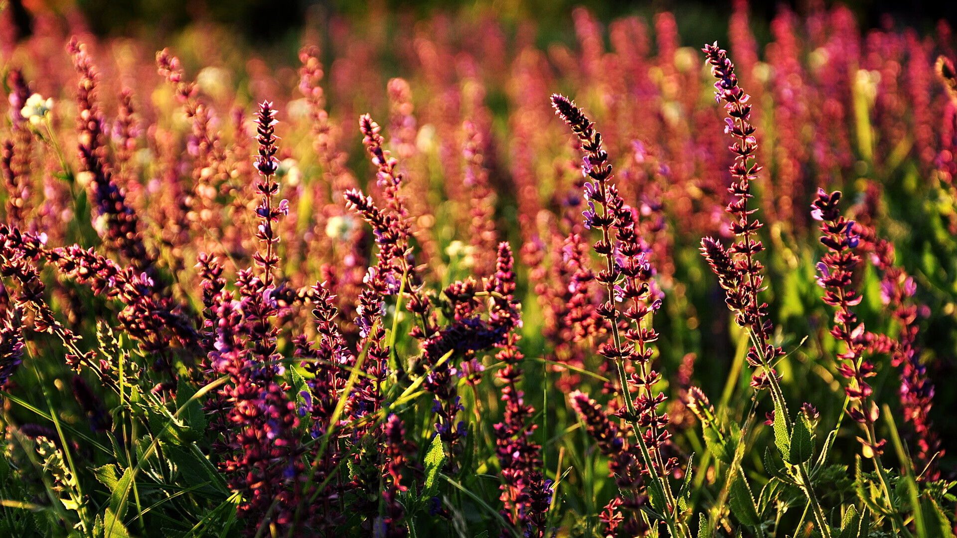 男篮外线命中率显著提升战术体系日趋成熟高效，男篮内线