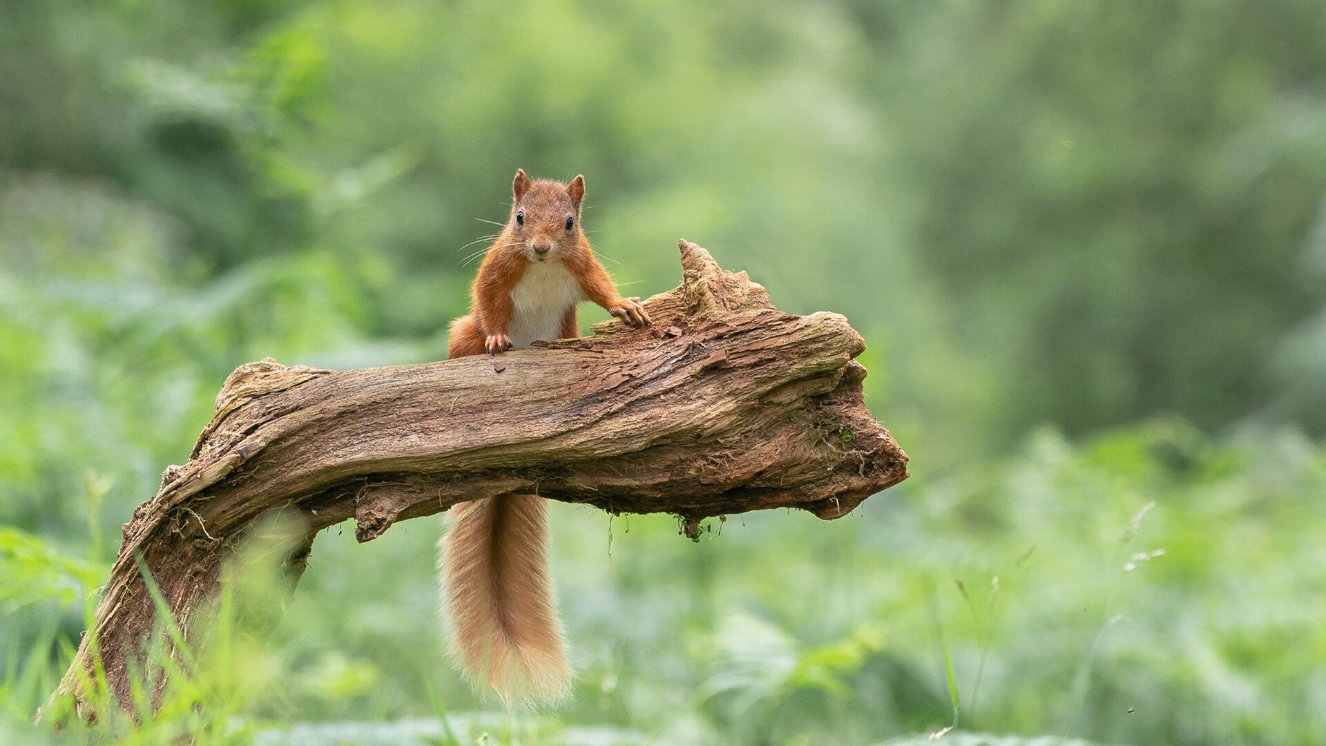 Kaiyun官方登录入口-美洲杯星光璀璨：明星飙技，精彩不断，美洲杯巡礼