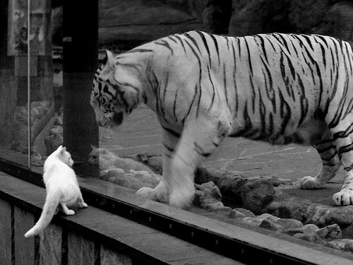 高校篮球推动暑期集训计划打造持久训练体系,关于开展篮球集训的通知