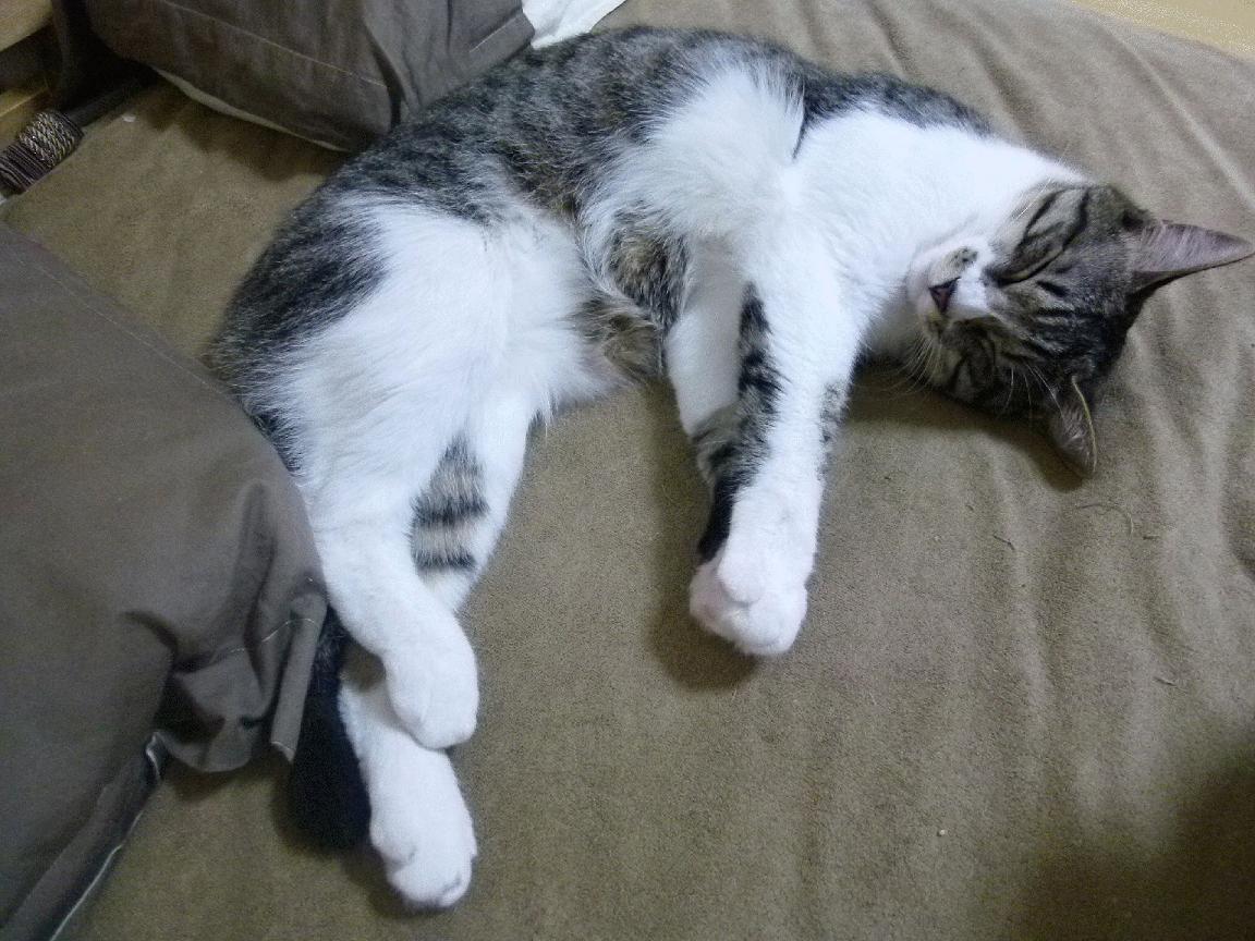 开云体育APP下载-黄蜂小将突破能力出众获得主帅信任，黄蜂2020年阵容